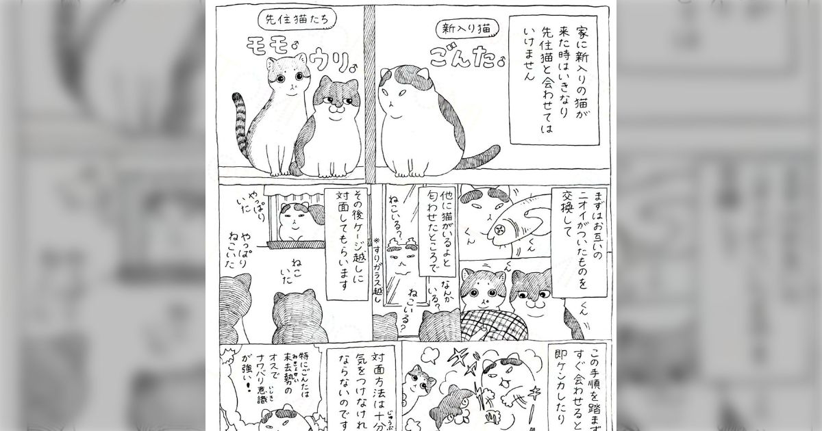 野良猫を引き取ったあと「対面のタイミングは気をつけないと…」と先住
