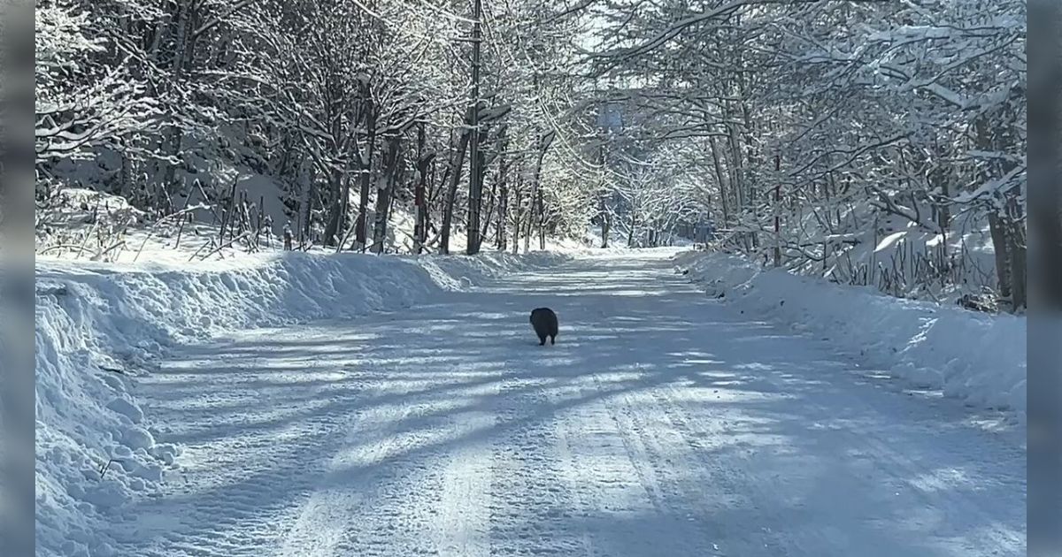 「横に逃げないせいでひたすらポテポテ走って車から逃げる羽目になっているたぬき」観察してみると"たぬき目線ではこうなのかも"があった