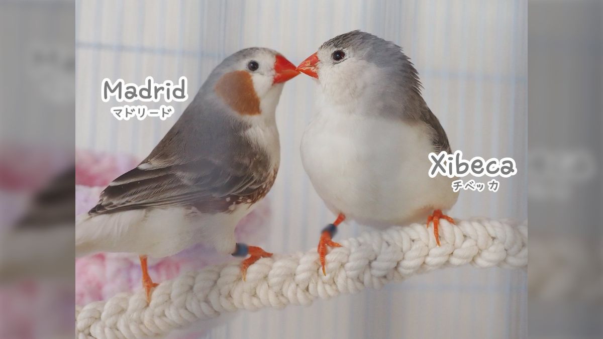 2024 ジャンボキンカチョウ ペンギンペア巣引き - Togetter [トゥギャッター]