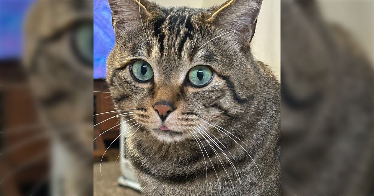 出しすぎちゃった猫 おもちゃを持って行った猫→前が見えなくなって…『可愛すぎる