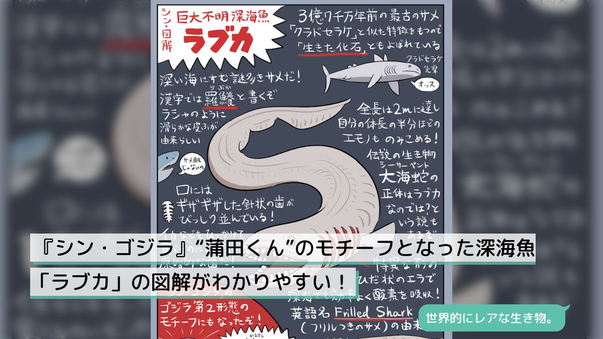 シン・ゴジラ』“蒲田くん”のモチーフとなった深海魚「ラブカ」の図解がわかりやすい！ - Togetter [トゥギャッター]