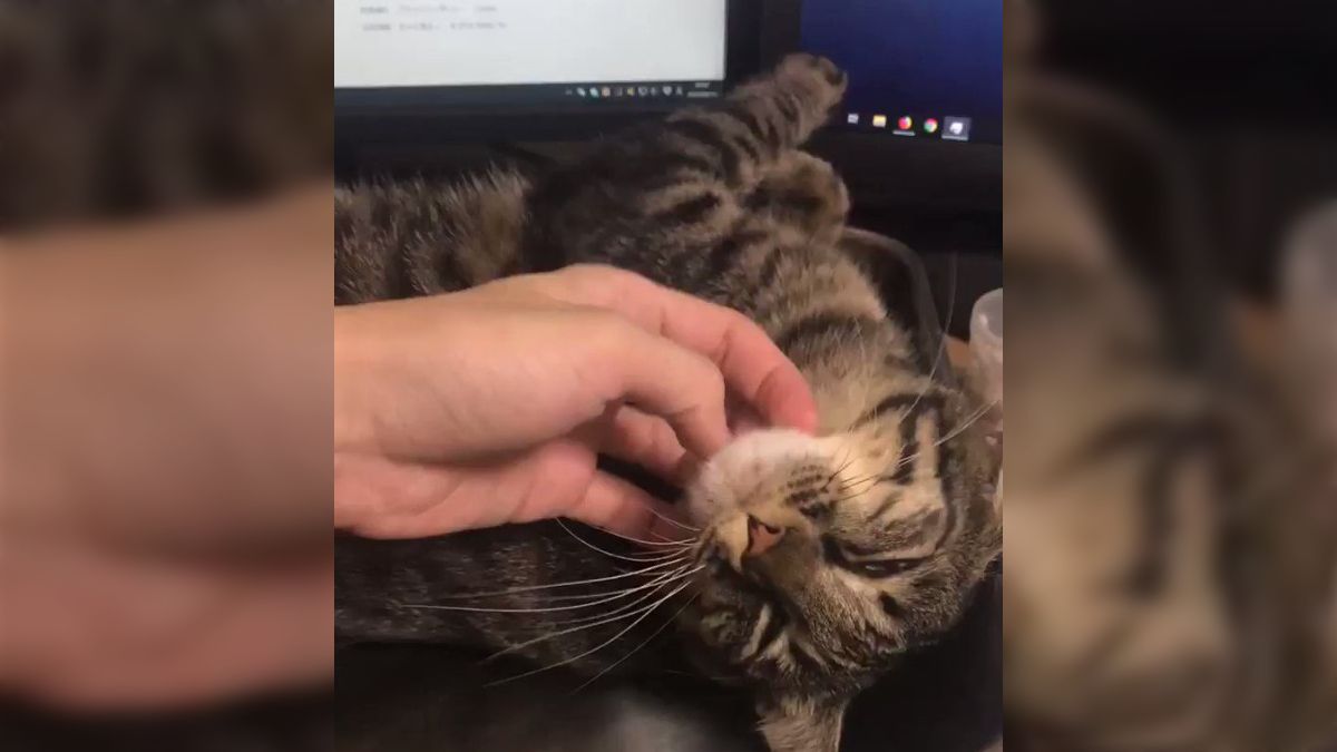 tenko_catさん確認用 いたわる