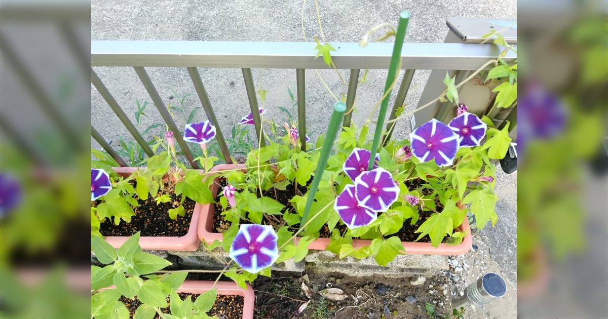 日本で働いているアメリカ人の友人と「この時期によく見る鉢植え」の話になり、「アメリカでも何か植物を育てることはあるのか？」と聞いたら、「あまり好ましくない植物」を育てた話が出てきた