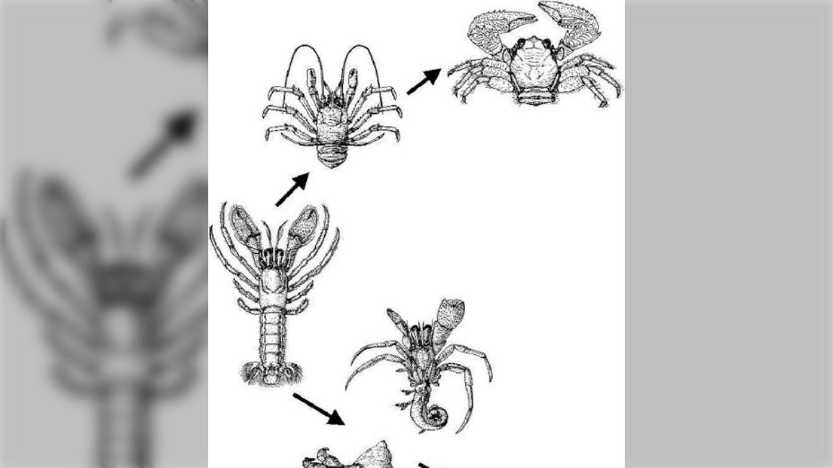 甲殻類がどんな進化をしてもカニのような形態に収斂してしまう