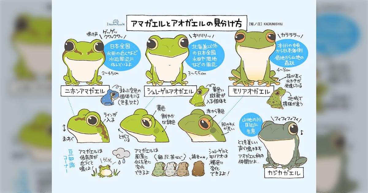 アマガエルとアオガエルの見分け方が分かりやすいうえめっちゃ可愛い 
