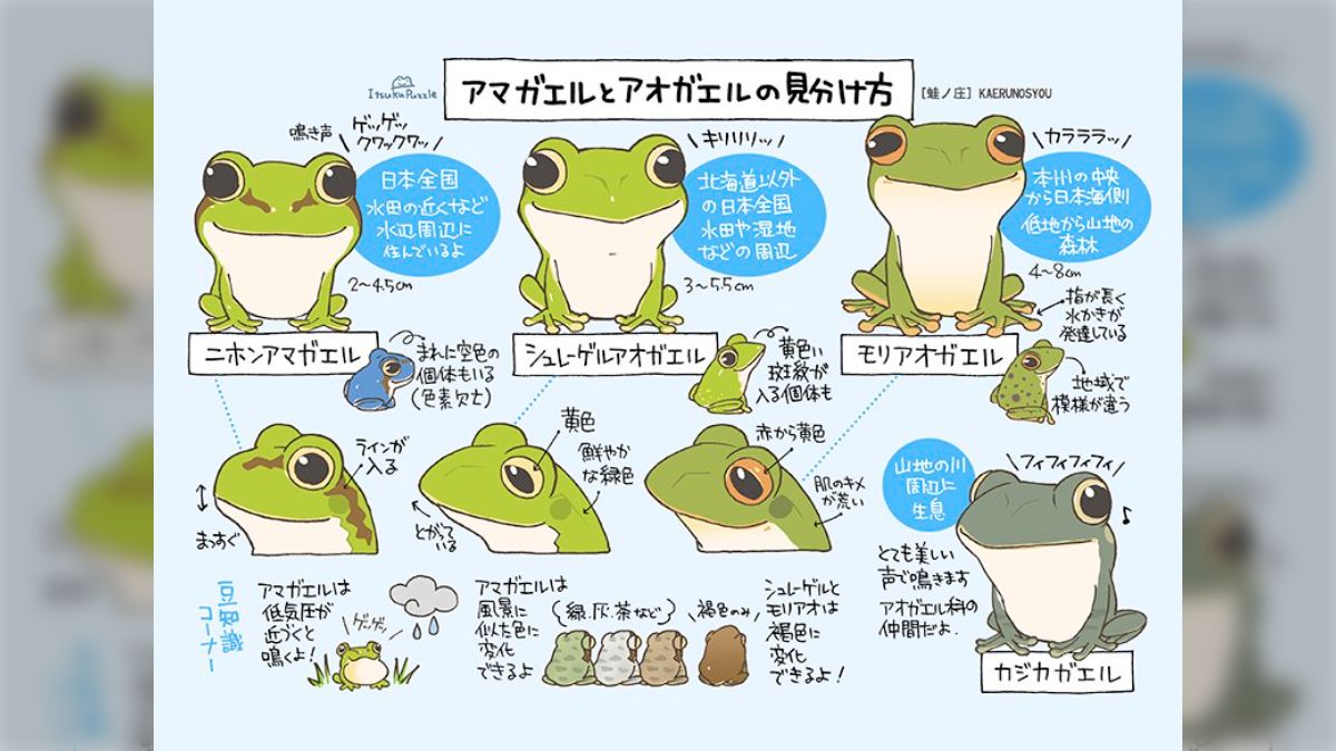 アマガエルとアオガエルの見分け方が分かりやすいうえめっちゃ可愛い 