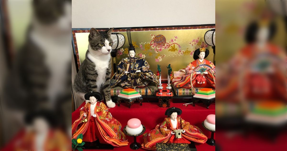 猫さんがお雛様を豪快に可愛がる風景「そのうち猫内裏様になっ