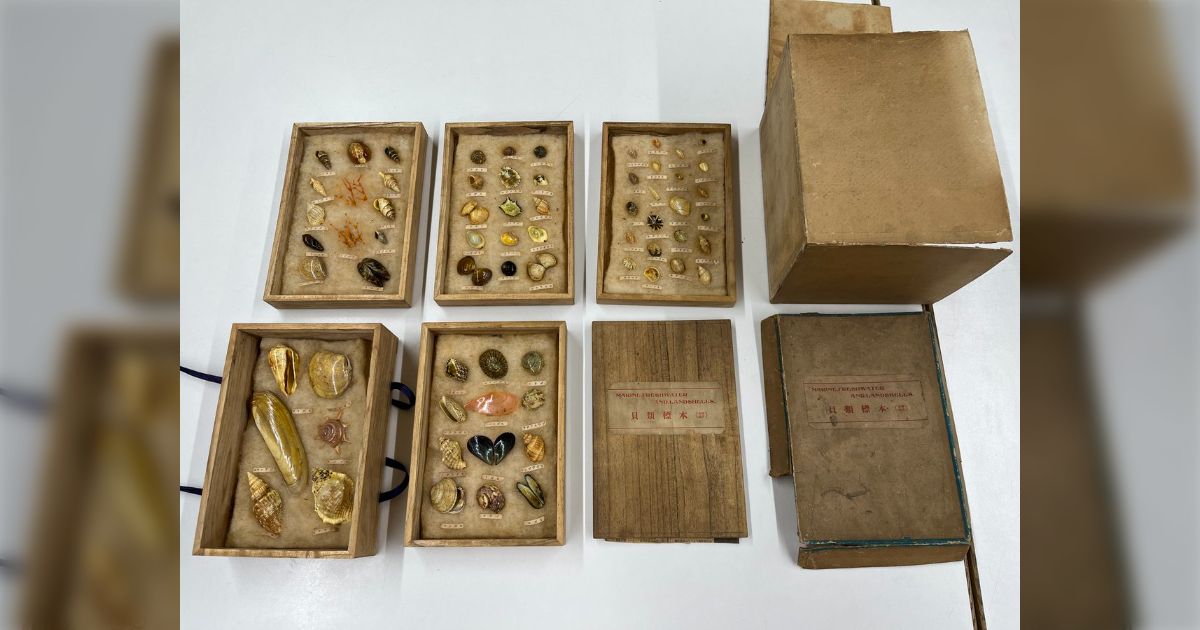 「父の遺品で古い市販品のような貝類標本があります」 博物館に寄せられた寄贈相談、確認の写真を送ってもらったら大正時代の博物館が販売した貴重なものだった
