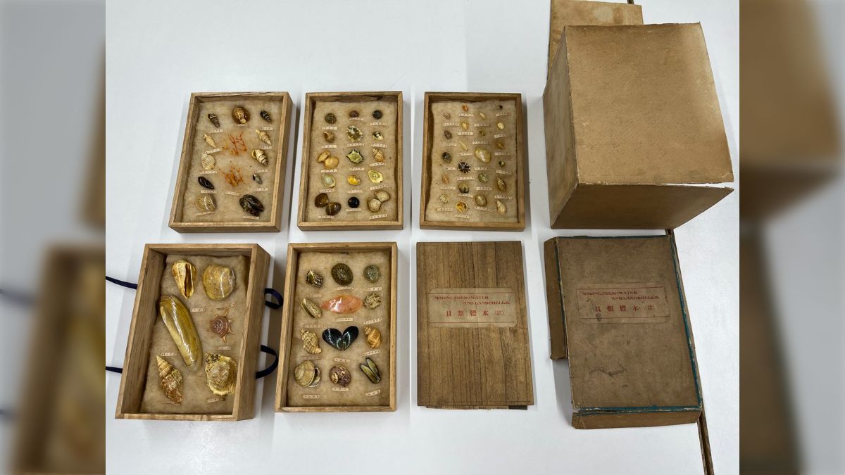 父の遺品で古い市販品のような貝類標本があります」 博物館に寄せられ 