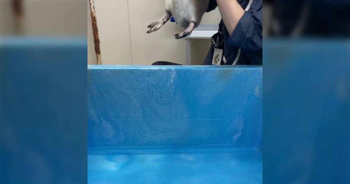 すみだ水族館公式が投稿した「ペンギンのはじめてのプール練習」のお水を怖がる仕草が可愛すぎる、同時に見えた飼育員の腕の傷から感じる大変さ