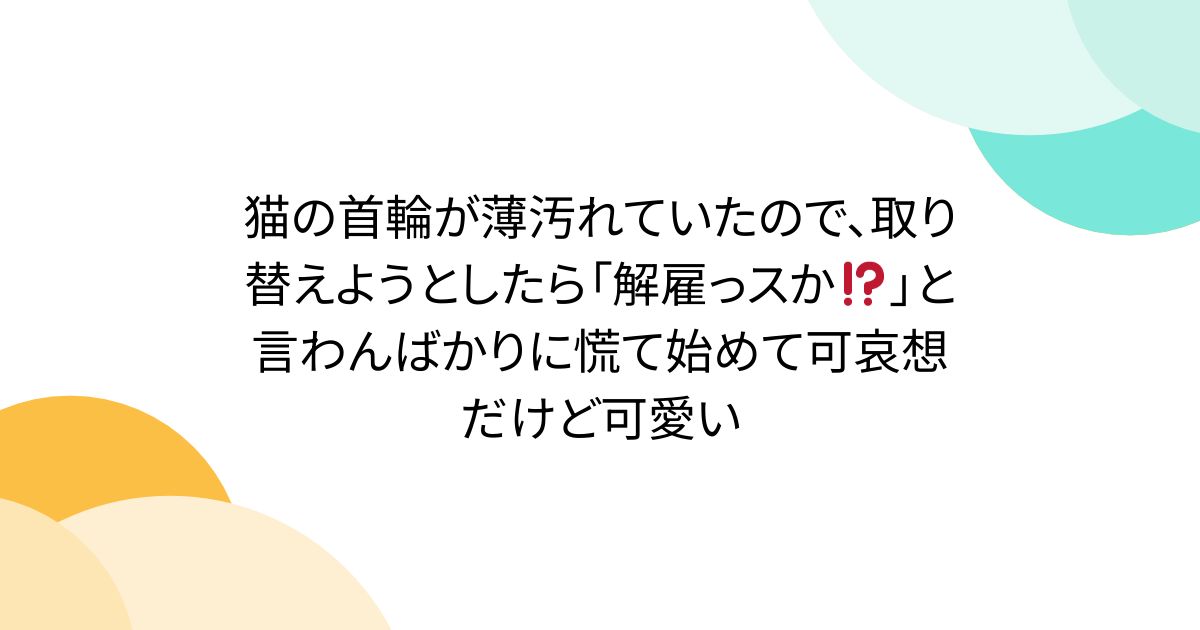 猫の首輪が薄汚れていたので、取り替えようとしたら「解雇っスか⁉️」と言わんばかりに慌て始めて可哀想だけど可愛い