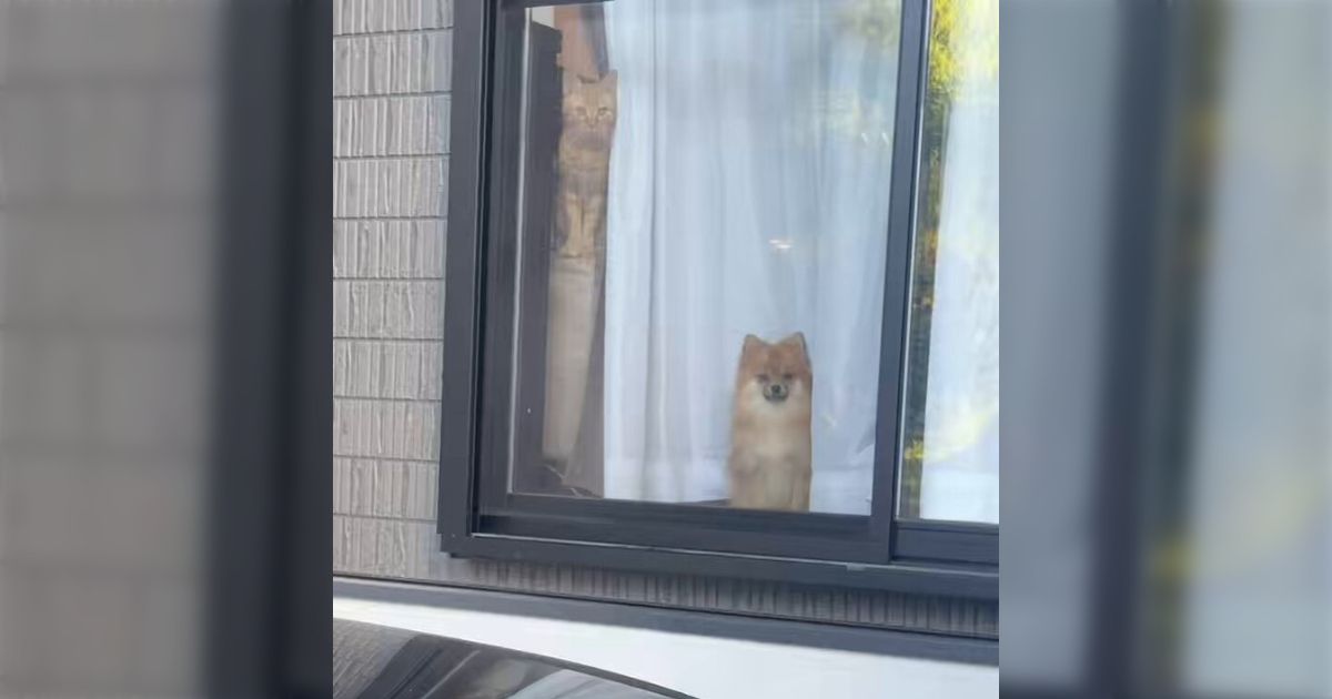 Togetter video captures frantic dog and motionless cat at window