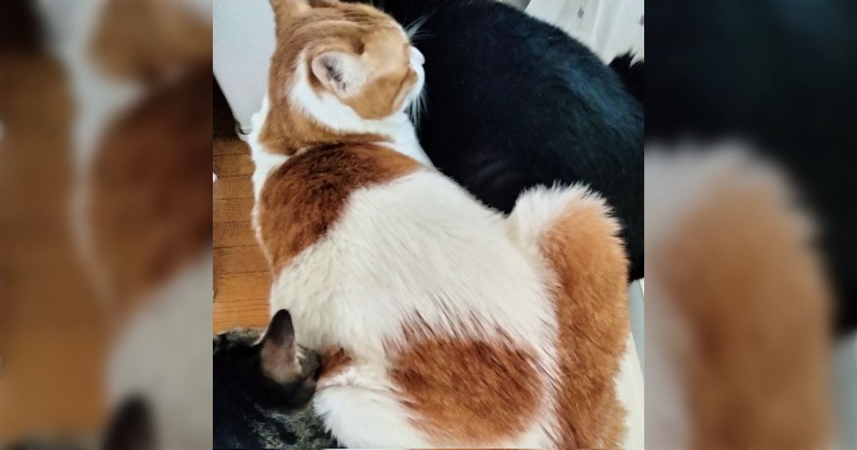 猫が迷子になってしまいXで情報提供を募る→無事保護されるも数日後に