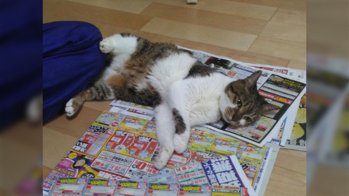 ピアスへの変更可：にゃんとも可愛い猫ノンホールピアス(四角型