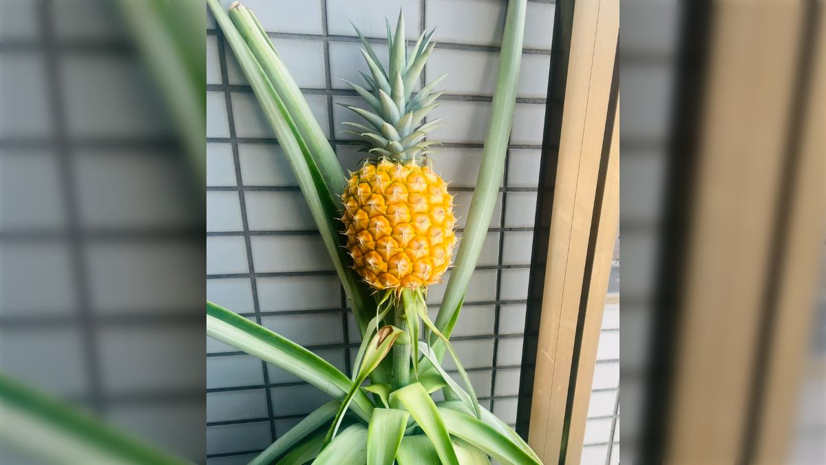 パイナップル 苗木 4年物（来年実が取れます）