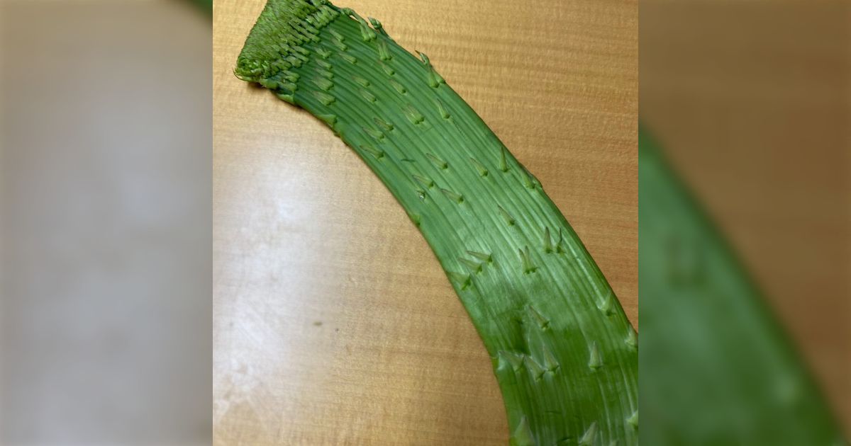 実家から届いたアスパラが銃のマガジンにしか見えないって話…「これは帯化(綴化)というレア現象」の反応も Togetter [トゥギャッター]