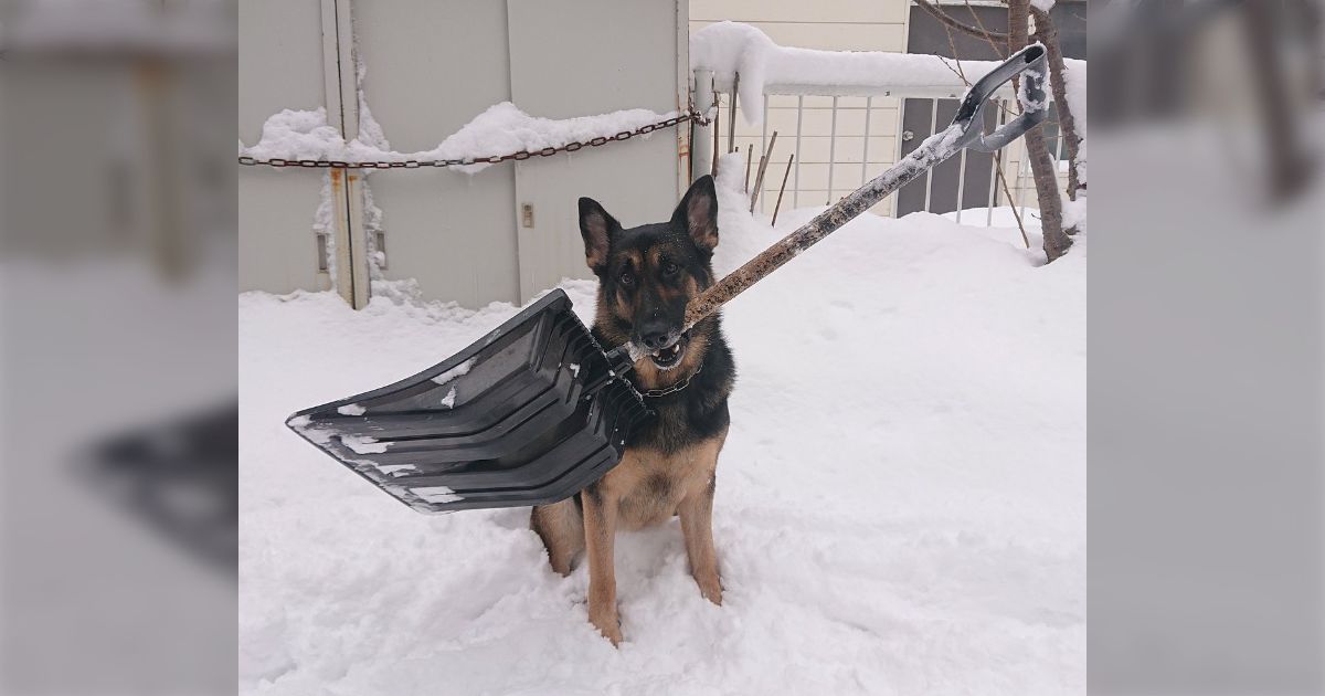 Adorable Dog Helps With Snow Shoveling Just Like a Child