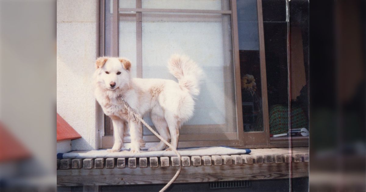 獣医からも「混ざりすぎてわからない」と言われた雑種犬のポストから、様々な犬種がよくわからない雑種犬たちのかわいい画像が集まる
