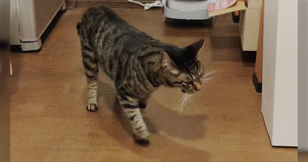 静岡の猫用かつおぶしを食べた猫がずっと余韻に浸っていてかわいい「まだおいしいみたい」「この口を見るのが好き！」