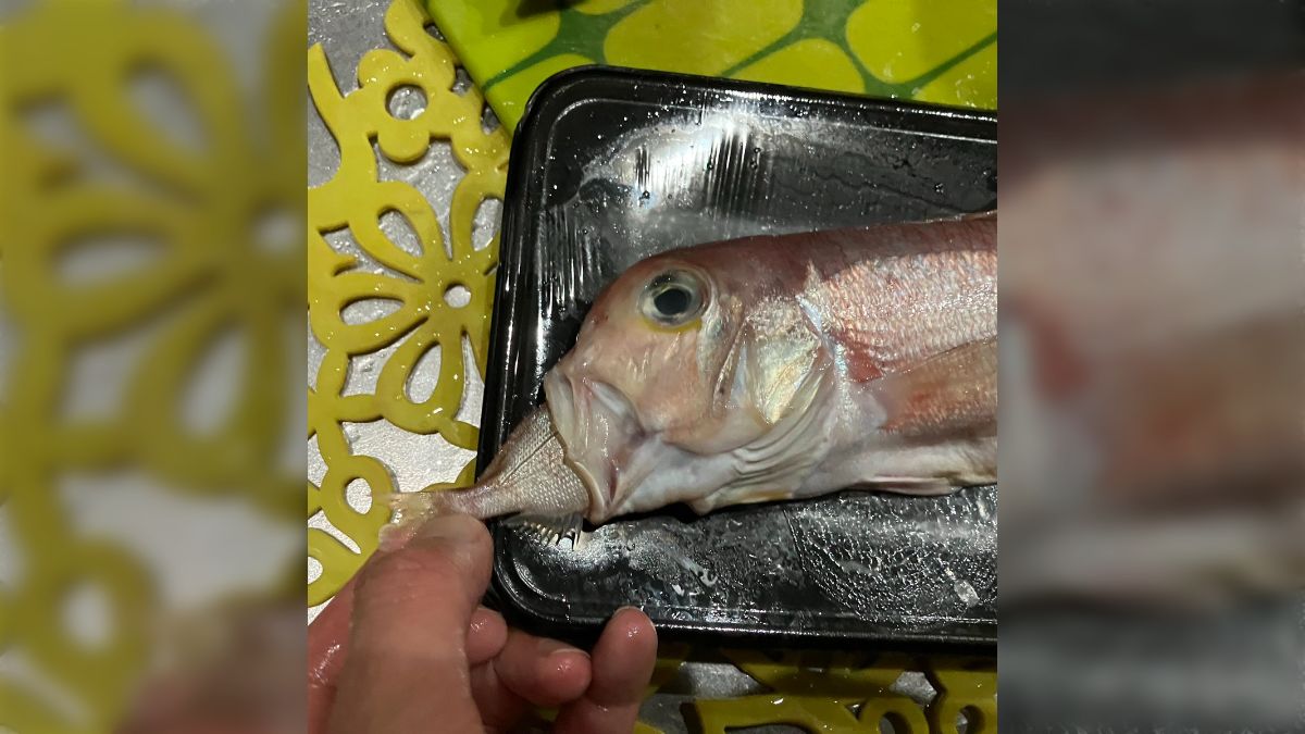 めんたいこです　その他の方は購入されないで下さい めんたいこ様 専用です その他の方は購入されないで下さい めんたいこ