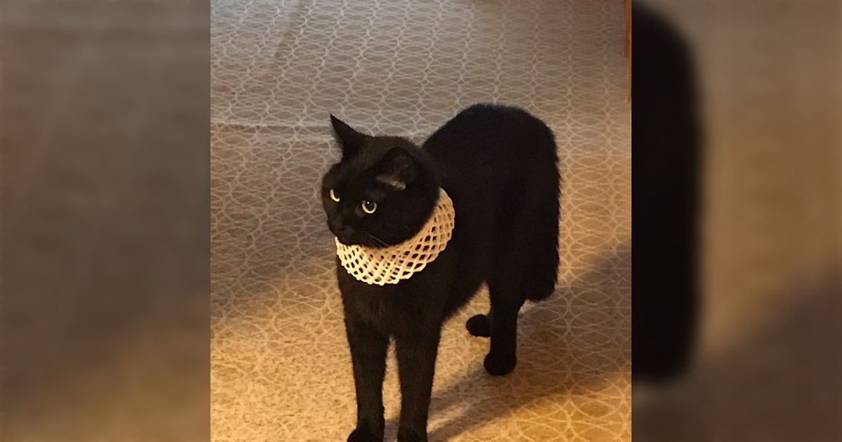 おまとめ中ジャンピング猫フルーツ