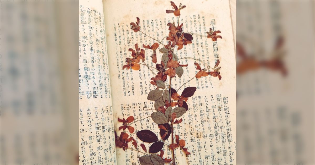120年前の家庭雑誌からこんな押し花が出てきて胸熱「何の花