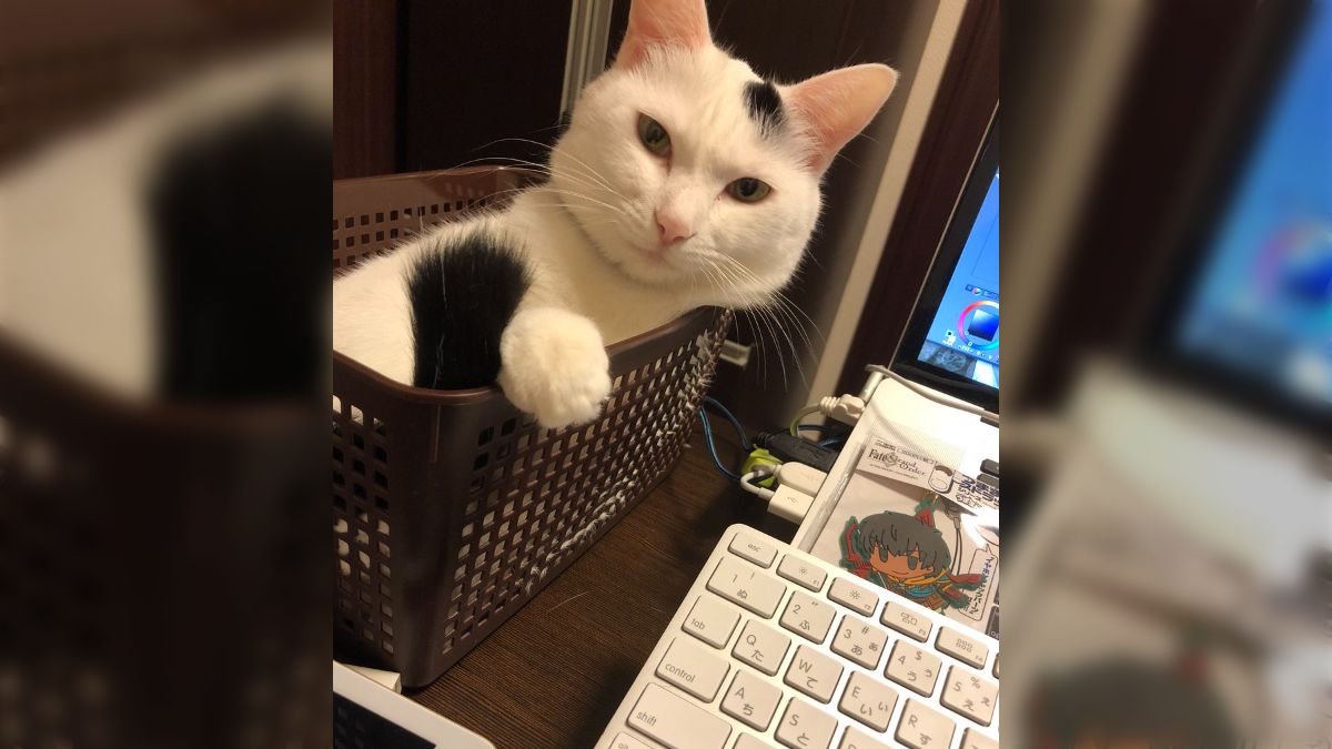 PC作業を邪魔する猫さん（かわいい）を鎮める方法「そうすれば良かっ