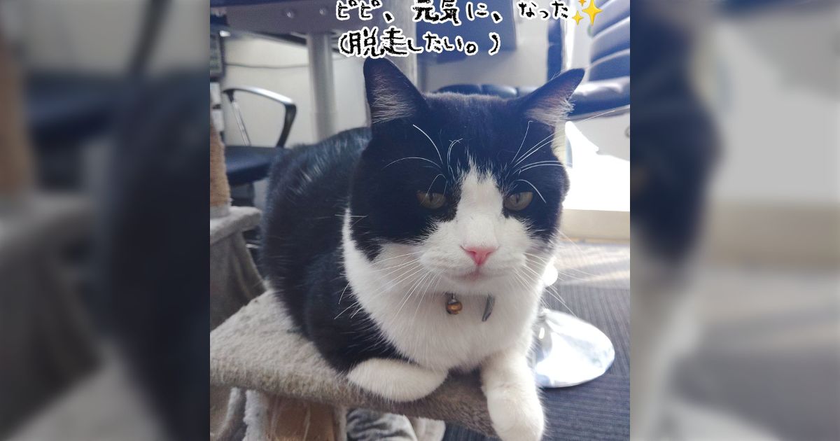 深谷に「ネコを飼っていること」を強調してる中古車屋があったんだけど