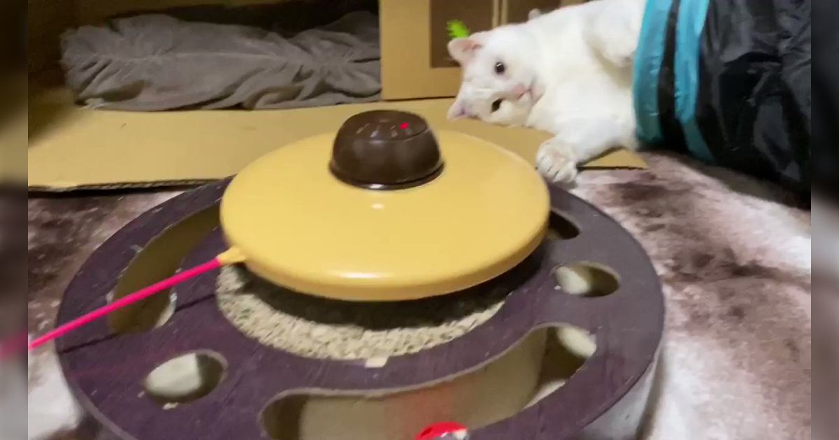 高品質の激安 休日の人間？猫としてのモチベーションゼロな猫さんのおもちゃ その他