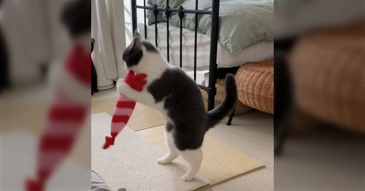 「エビのけりぐるみに夢中になっているときに部屋の中の異変に気づいた猫」→このあとは！？の声に応えて投稿された動画で笑う