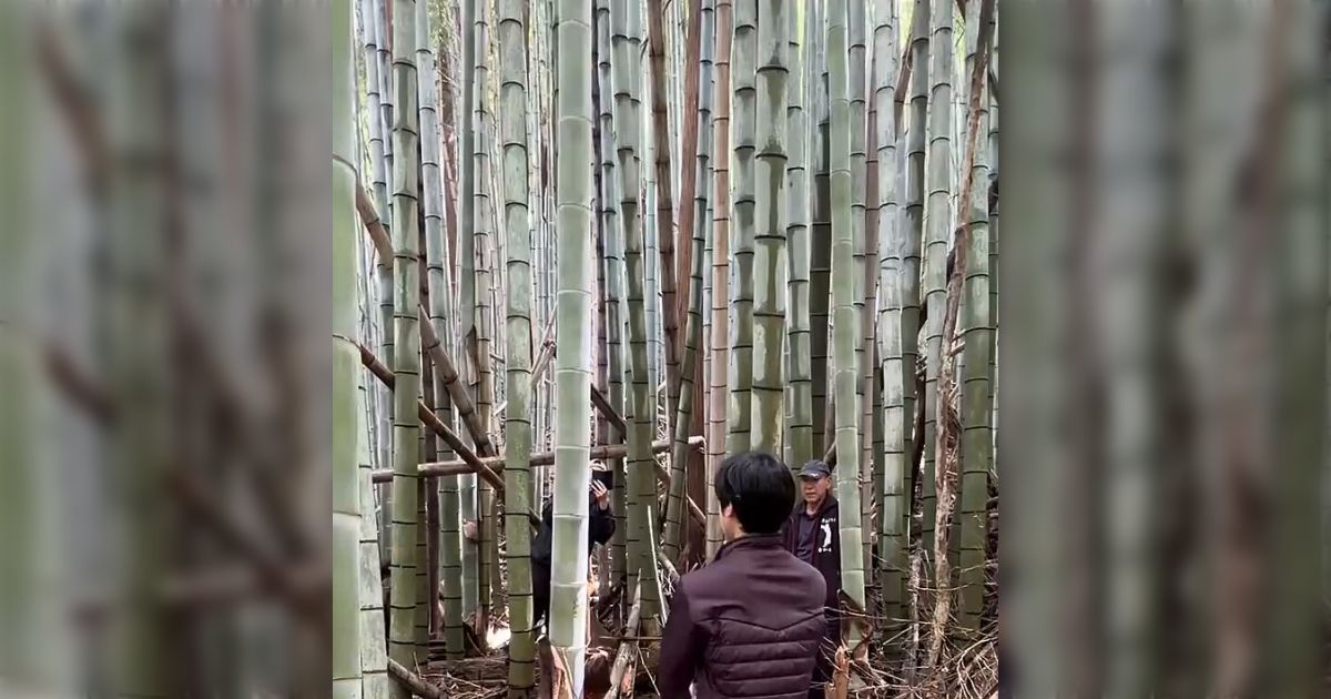「同じ場所に正確に刃を入れられるのがすごい」竹林の伐採に日本刀で挑戦するも失敗→達人に変わると、曲がった刀を直してからスパスパ切っていく