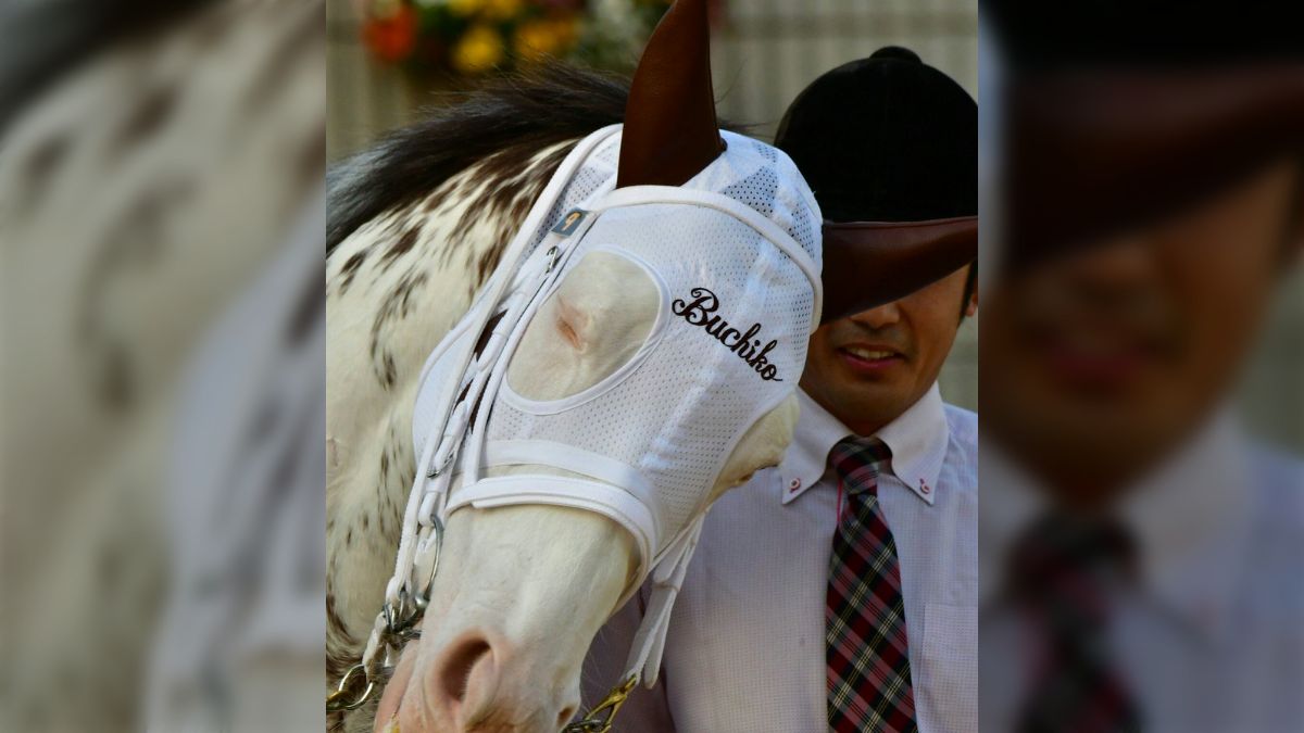 競走馬ソダシの母・ブチコ、厩務員さんとのイチャラブ加減が超