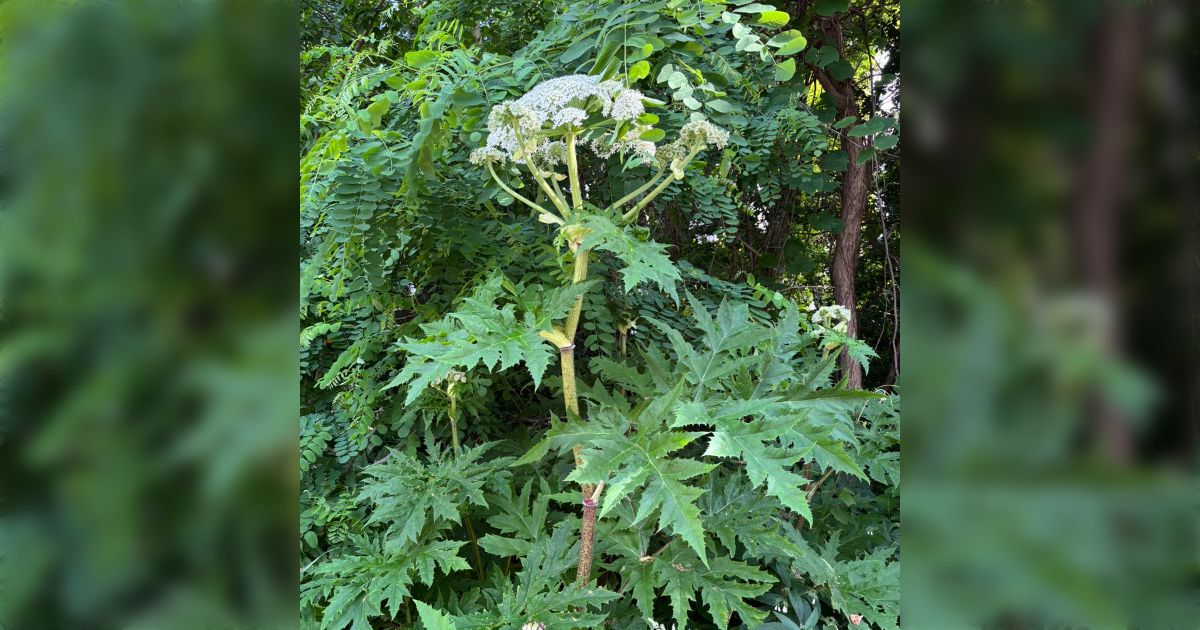 【注意喚起】北海道大学構内に世界一危険な毒草とみられる植物の定着が確認される「剪定には専門家が完全装備で臨む」