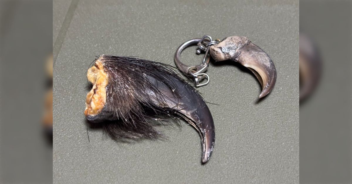 お守りとしてヒグマの爪をもらったがでかい、そして生々しい