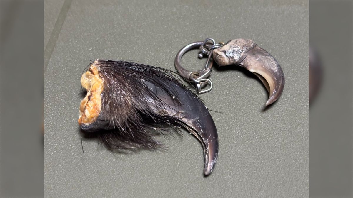お守りとしてヒグマの爪をもらったがでかい、そして生々しい