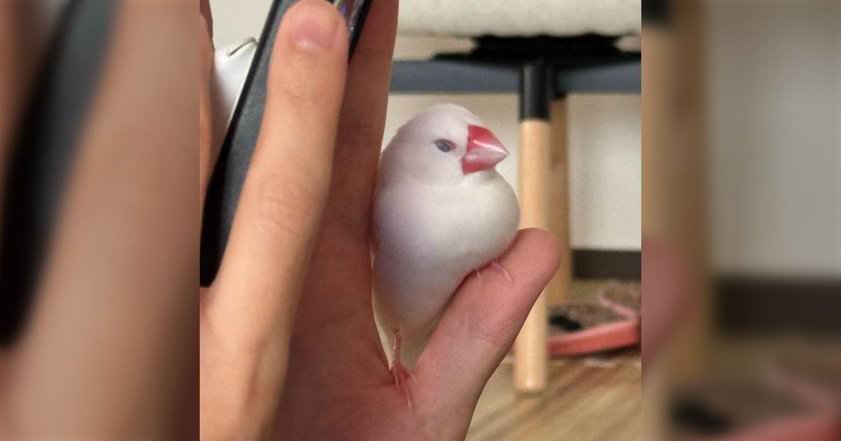 リピーター様⭐︎むつ文鳥 桜文鳥｜WooBia公式オンラインショップ – WooBia（ウービア