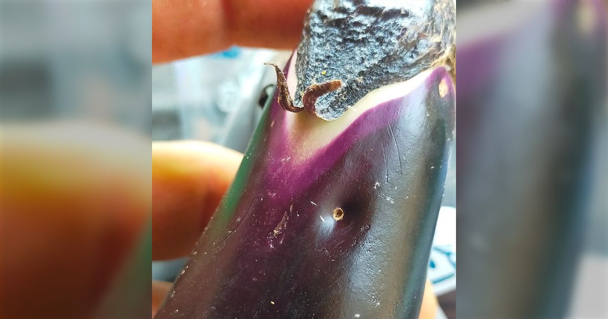 落ちてる茄子 Just leave it alone! How to revive wrinkled eggplants to