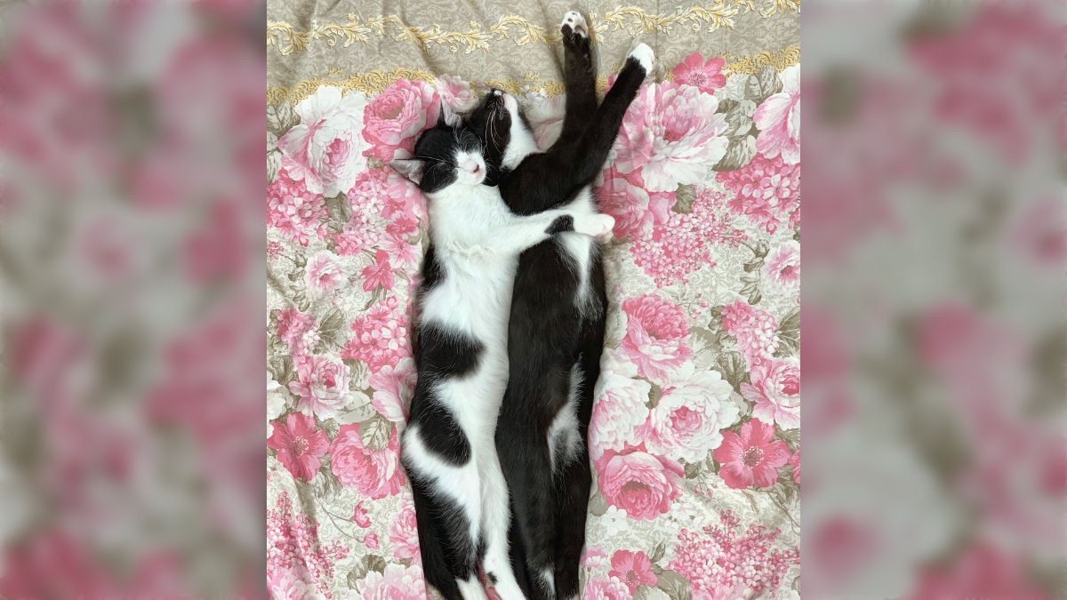素人不倫 tumblr 45 Twitterの縦長サムネ対応はつまり長猫を貼れということだ、と解釈したみなさんの投稿がこちら「びろーん」 (2ページ目) - Togetter  [トゥギャッター]