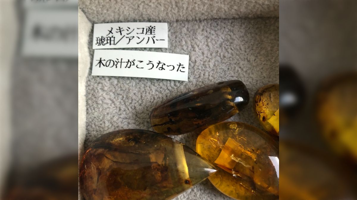 木の汁がこうなった』美しい天然石を売っている石屋さん、一生