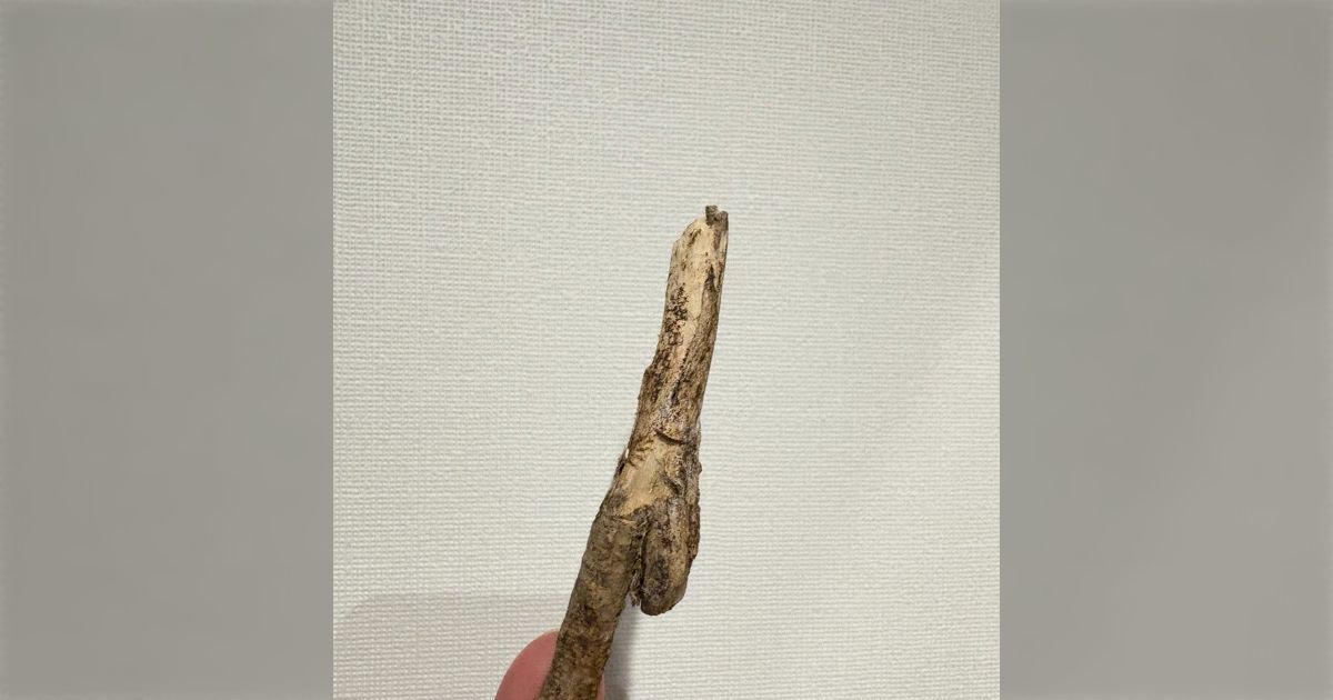 今朝、夫と息子たちがラジオ体操の帰りに「拾った枝を地面に立てて倒れた方向に歩いていく」を繰り返して家に帰れるか？という大冒険をして大興奮だった話→発想がすごい！