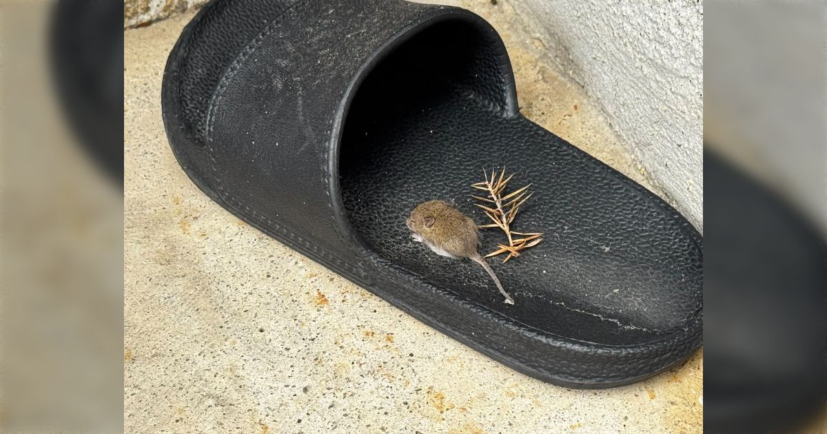 スリッパの上になんかめっちゃ小さいやつがいて寝ているんだけどどうしよう「武器持っててかわいい」「誰？」