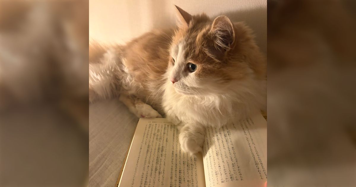 「義母の猫をしばらく預かってるんだけど、猫って超可愛いんですね」犬派による素朴な発見に猫好きがニヤニヤするスレ