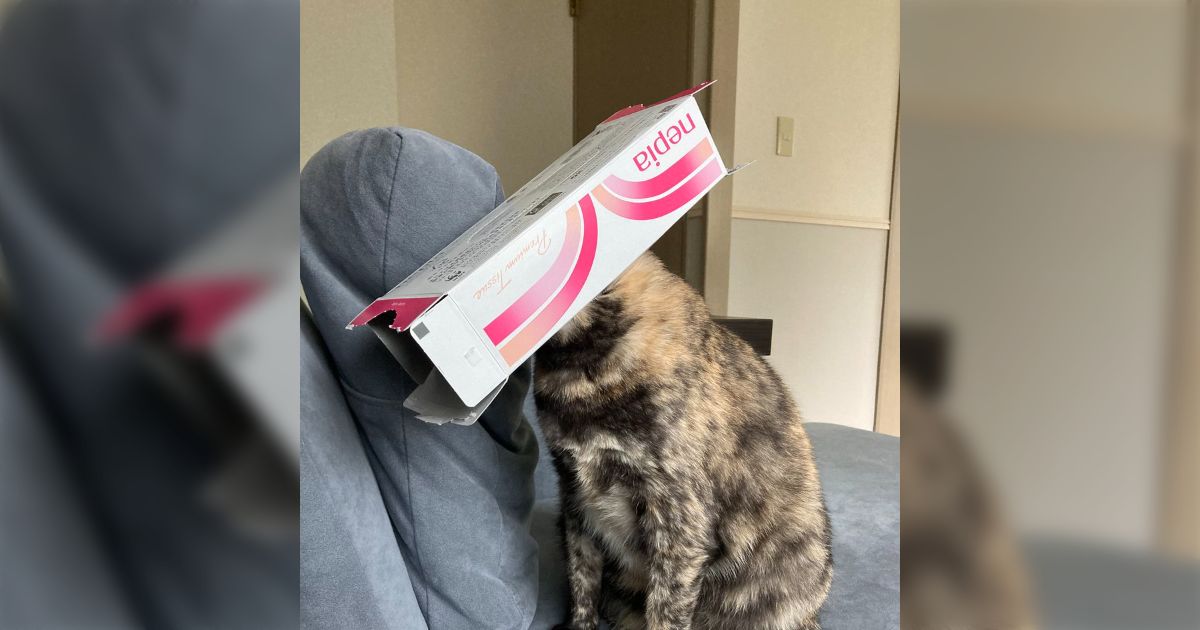 ティッシュが無くなって、空箱をつぶそうとすると真っ先に猫がやってきてこうしろと主張してくるが、被せてやると満足そうに喉を鳴らす… 何？「ニャイレントヒルの四角頭」