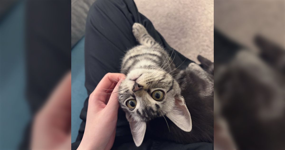 「いい子だね」「かわいいね」「おいで」を覚えた子猫、おいで！だけでは来ないのに言い方を変えるとほぼ来てくれる不思議