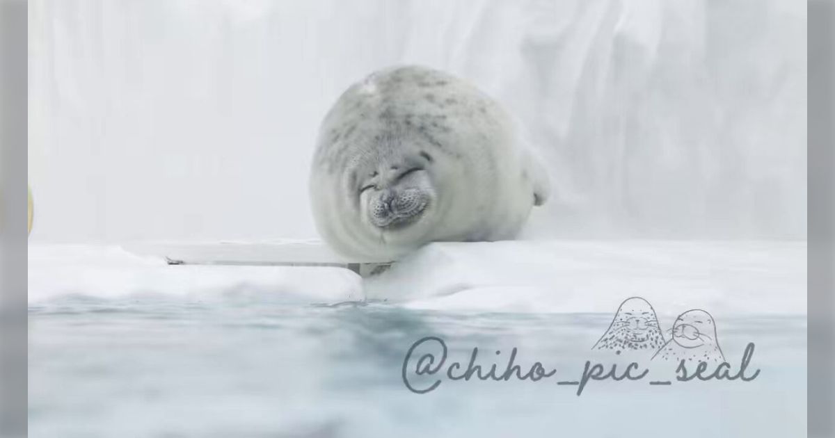 突然の理不尽がアザラシを襲う！ゴロゴロしていただけなのに、水をかけられてウワァ＞＜となる動画「警戒してるのかわいそかわいい」