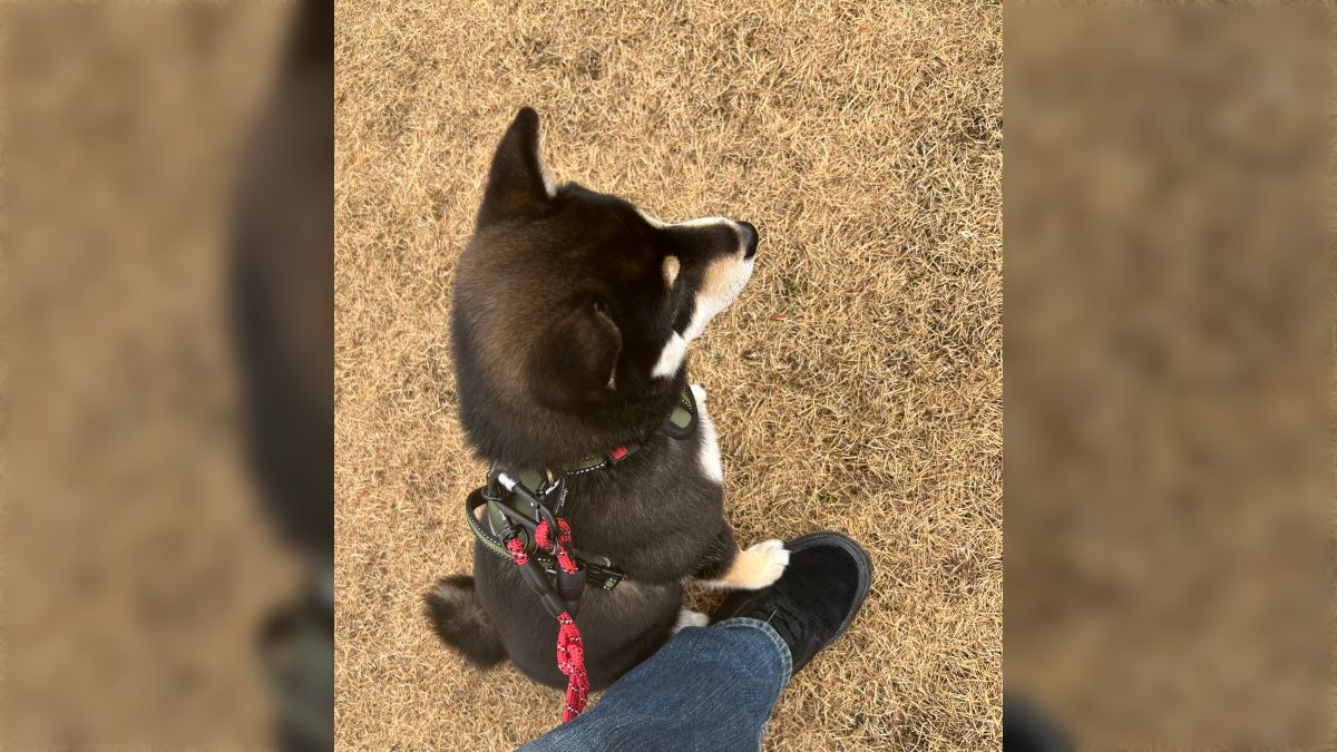 首輪　牝犬妻 