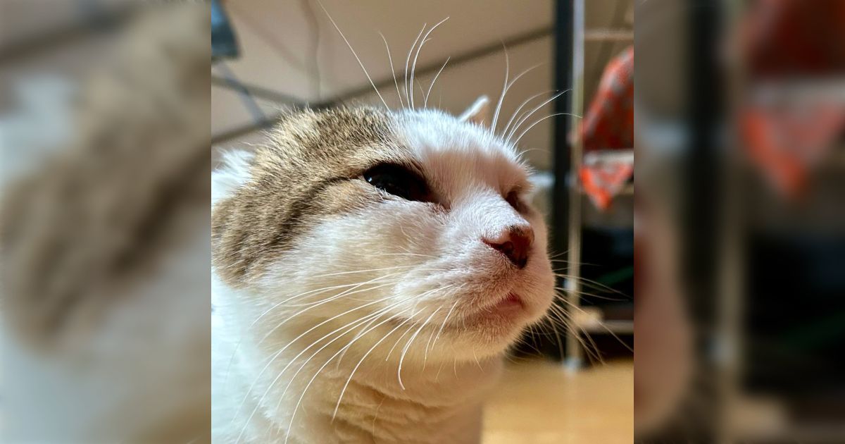 夫が隣の部屋の猫に何やら優しい声で話しかけているが、時々「痛ッ 痛ッ」と小さく叫んでる→何が起きてるか想像できてワロタ