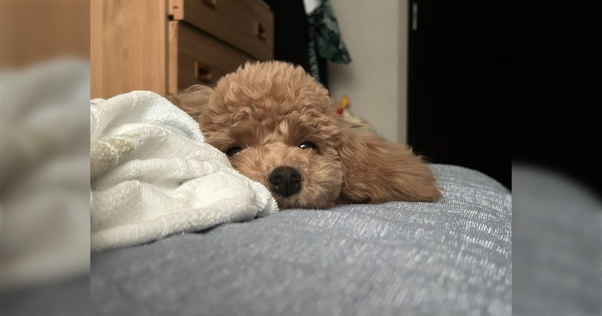 私にケツをくっつけてくつろいでた子犬が、帰宅した家族を出迎えるために離れて、出迎えが終わったらまたケツをくっつけにきた「これはすごい自慢話」