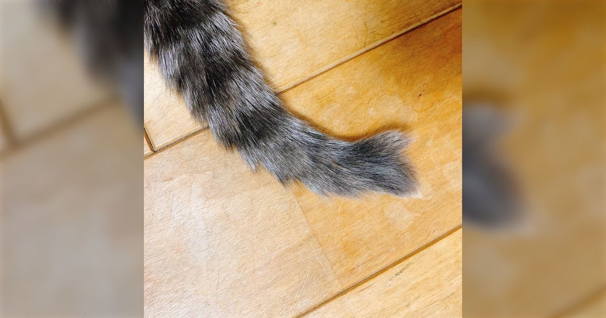 21歳の老猫、ついに猫又になるか→猫又になりかけ中の猫さんが話題「猫飼いの悲願」「ちょっと海老入ってる」