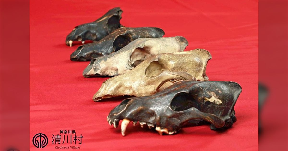 ニホンオオカミ　頭骨　再現　種名:イヌ　の　本物　頭骨　で製作　呪物　根付　牙 ニホンオオカミ 頭骨 再現 種名:イヌ の 本物 頭骨 で製作 呪物